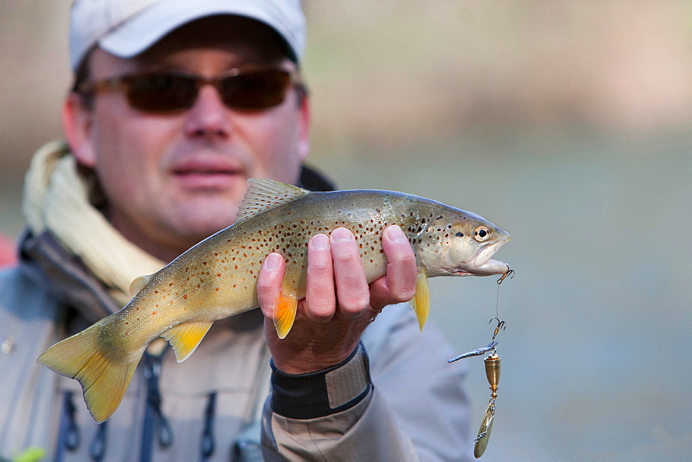 Trout fishing on the Loue river, Presentation of a wild trout (Salmo trutta fario), Franche-Comté, France