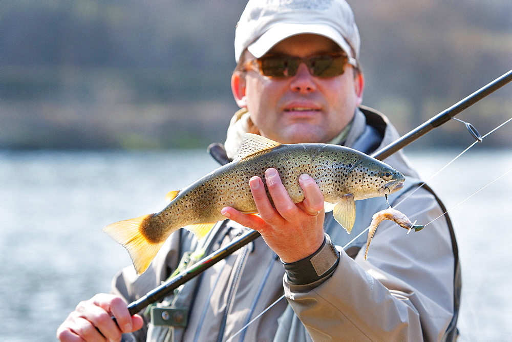 Trout fishing on the Loue river, Presentation of a wild trout (Salmo trutta fario), Franche-Comté, France