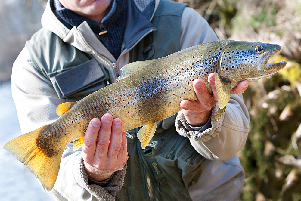 Trout fishing on the Loue river, Presentation of a wild trout (Salmo trutta fario), Franche-Comté, France