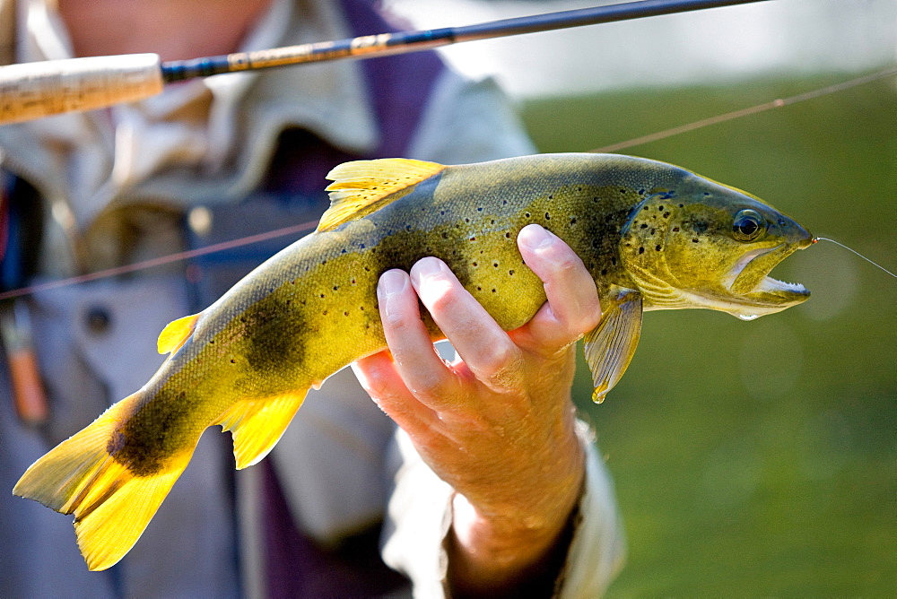 Fly fishing on the Loue river, Presentation of a wild trout (Salmo trutta fario), Franche-Comté, France