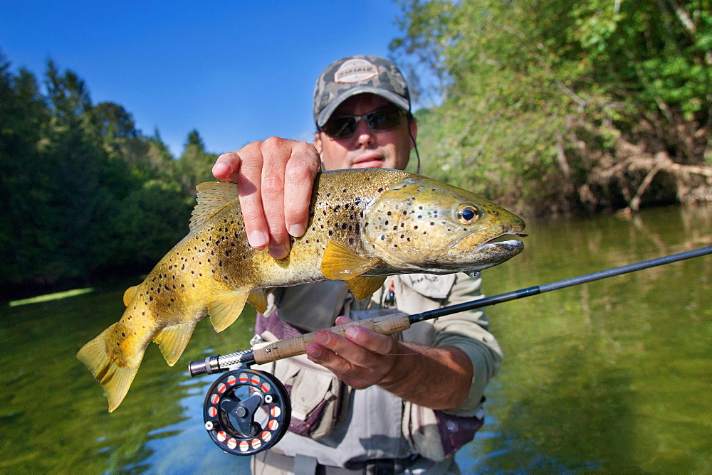 Fly fishing on the Loue river, Presentation of a wild trout (Salmo trutta fario), Franche-Comté, France