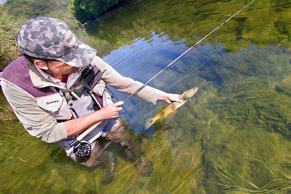 Fly fishing on the Loue river, Presentation of a wild trout (Salmo trutta fario), Franche-Comté, France