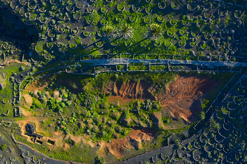 Vineyard, Rural landscape, Tiagua, Lanzarote Island, Unesco Biosphere Reserve, Canary Islands, Spain, Europe