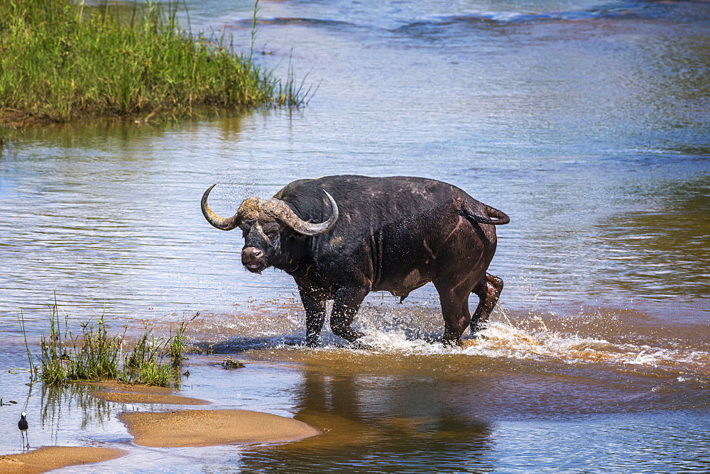 African buffalo (Syncerus caffer) running in river in Kruger National park, South Africa