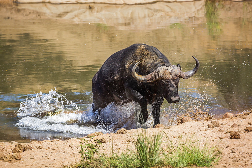 African buffalo Syncerus caffer attacked by Nil crocodile (Crocodylus niloticus) in Kruger National park, South Africa