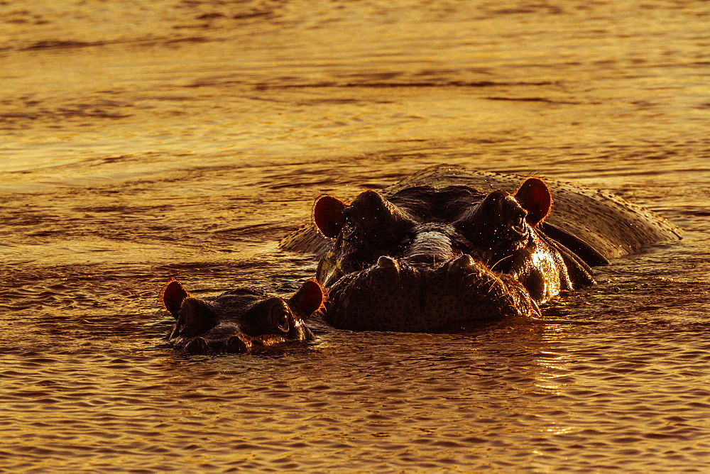 Hippopotamus (Hippopotamus amphibius) in Kruger National park, South Africa