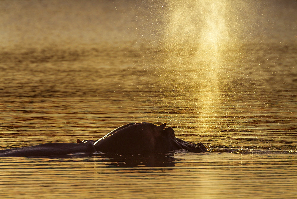 Hippopotamus (Hippopotamus amphibius) blowing up water in Kruger National park, South Africa