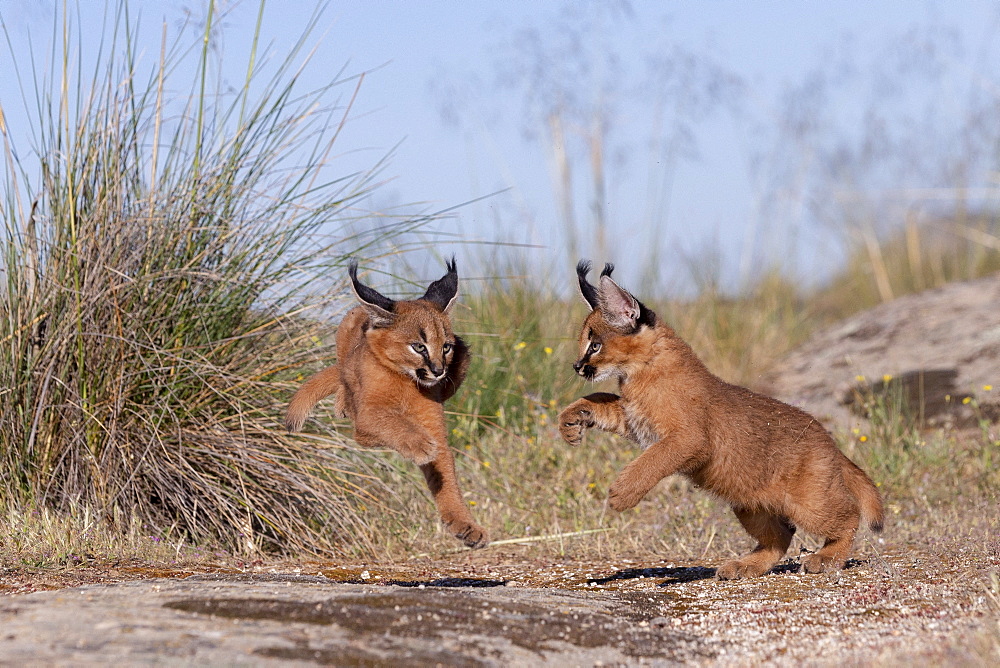 Caracal (Caracal caracal) , Occurs in Africa and Asia, Young animals 9 weeks old, in the grass, Captive.