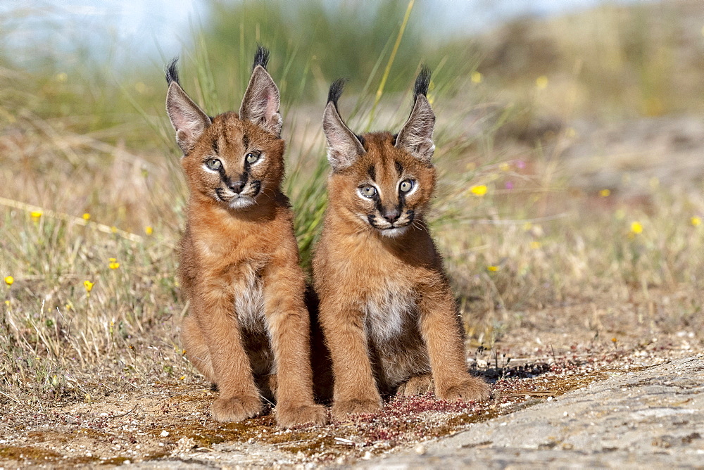 Caracal (Caracal caracal) , Occurs in Africa and Asia, Young animals 9 weeks old, on the rocks, Captive.