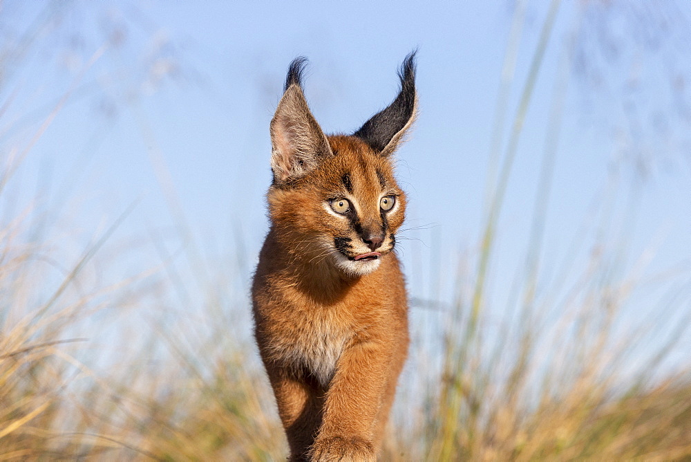 Caracal (Caracal caracal) , Occurs in Africa and Asia, Young animal 9 weeks old, Walking in the rocks, Captive.