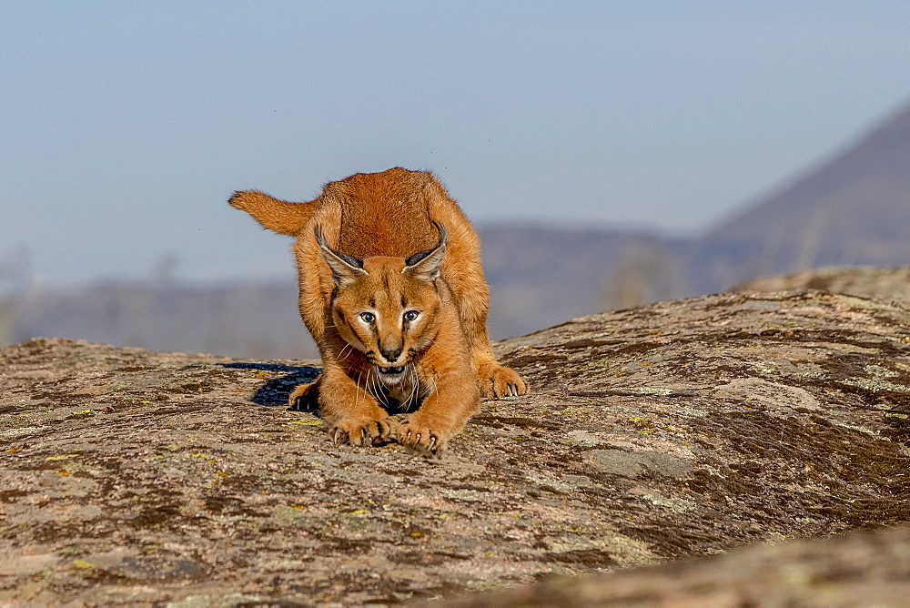 Caracal (Caracal caracal) , Occurs in Africa and Asia, Adult animal, Male, Walking on rock, Captive.