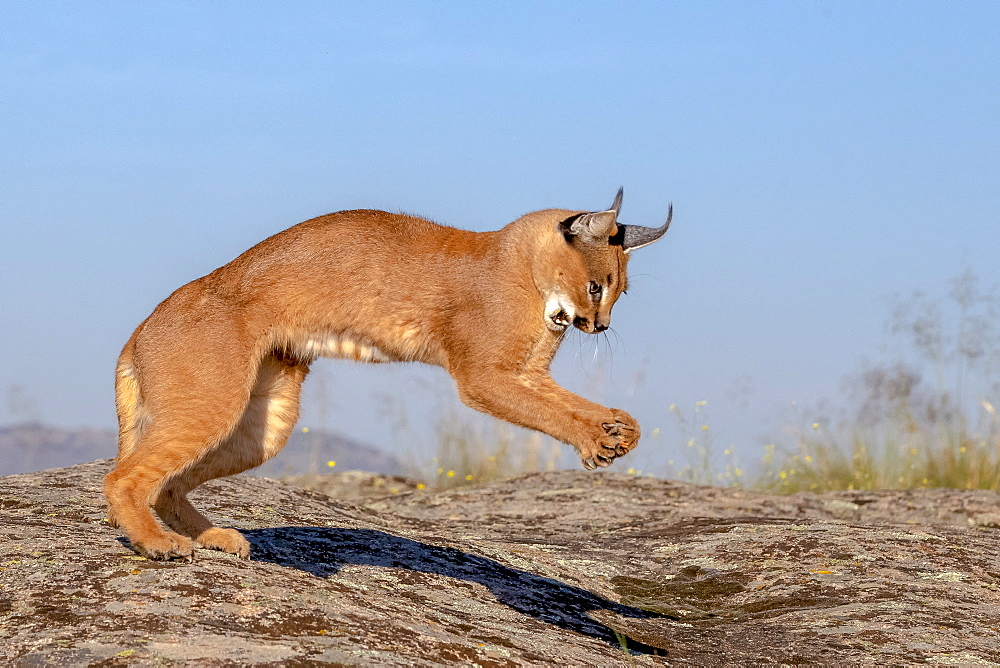 Caracal (Caracal caracal) , Occurs in Africa and Asia, Adult animal, Male, Jumping, Captive.