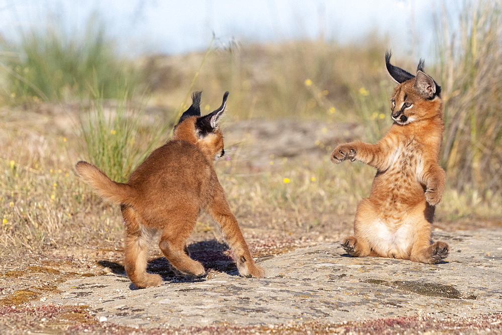 Caracal (Caracal caracal) , Occurs in Africa and Asia, Young animal 9 weeks old, in the grass, Captive.