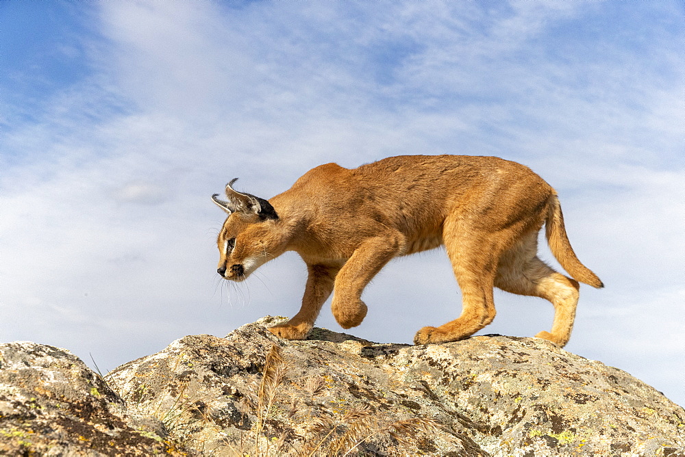 Caracal (Caracal caracal) , Occurs in Africa and Asia, Adult animal, Male, Jumping, Running, Captive.