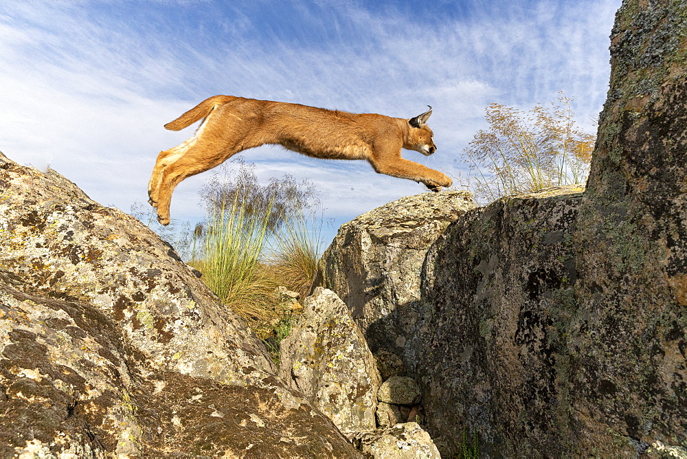 Caracal (Caracal caracal) , Occurs in Africa and Asia, Adult animal, Male, Jumping, Running, Captive.