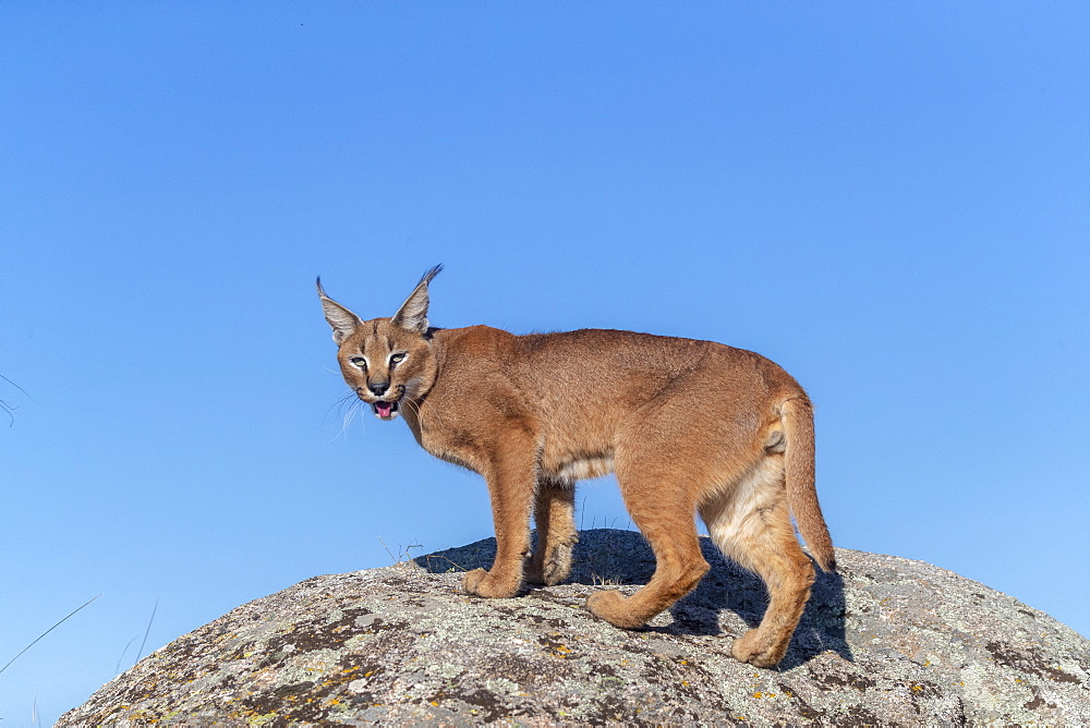 Caracal (Caracal caracal) , Occurs in Africa and Asia, Adult animal, Male, Walking on rock, Captive.