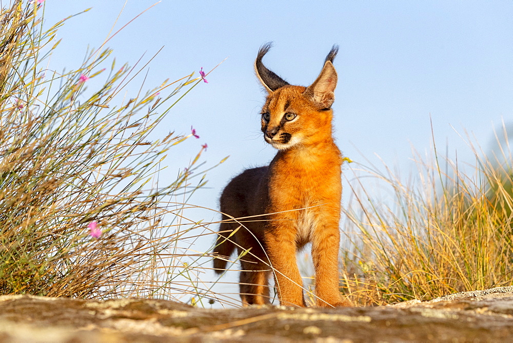 Caracal (Caracal caracal) , Occurs in Africa and Asia, Young animal 9 weeks old, Walking in the rocks, Captive.