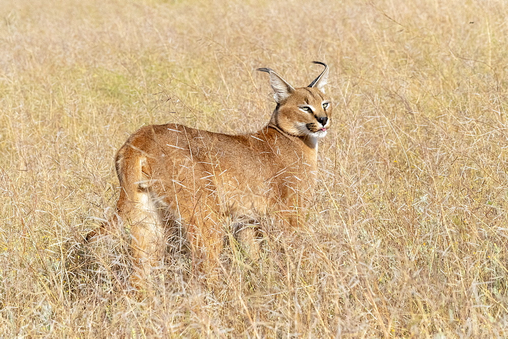 Caracal (Caracal caracal) , Occurs in Africa and Asia, Adult animal, Male, Walking in savanah, Captive.