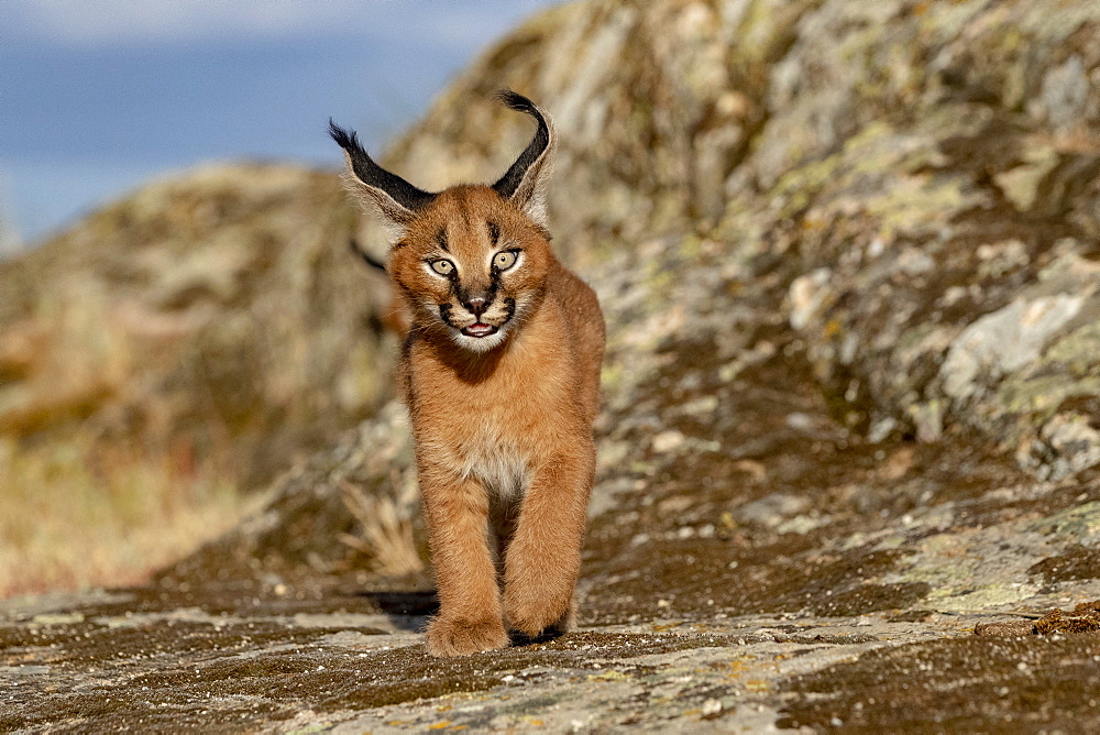 Caracal (Caracal caracal), Occurs in Africa and Asia, Young animal 9 weeks old, Walking in the rocks, Captive.