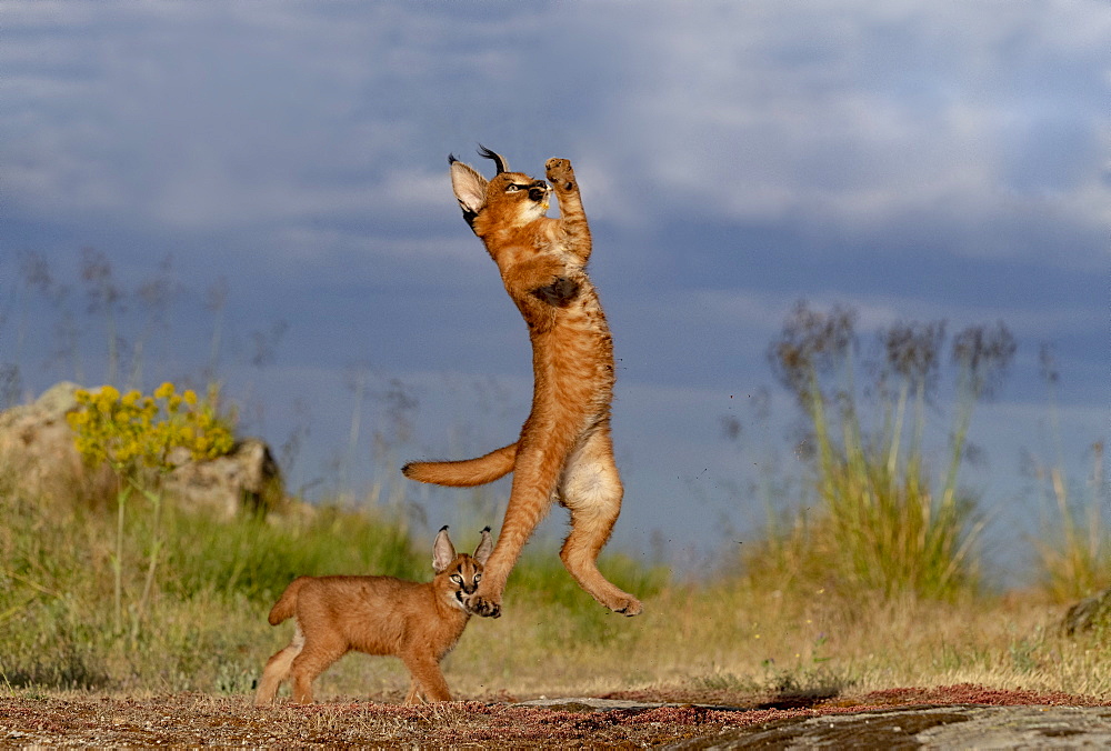 Caracal (Caracal caracal) , Occurs in Africa and Asia, Adult animal, Male, Jumping, Running, Captive.