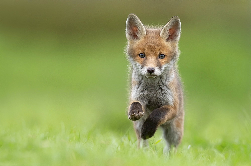 Red fox (Vulpes vulpes) cub running in a meadow, England