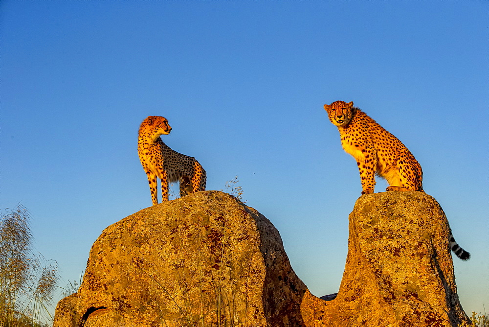 Cheetah (Acinonyx jubatus), occurs in Africa, two adults on rocks, captive