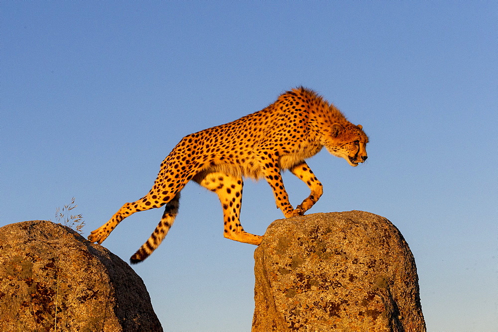 Cheetah (Acinonyx jubatus), occurs in Africa, one adult on rocks, captive