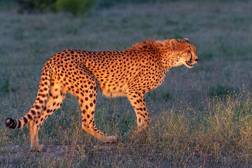 Cheetah (Acinonyx jubatus), occurs in Africa, walking in savanah, captive