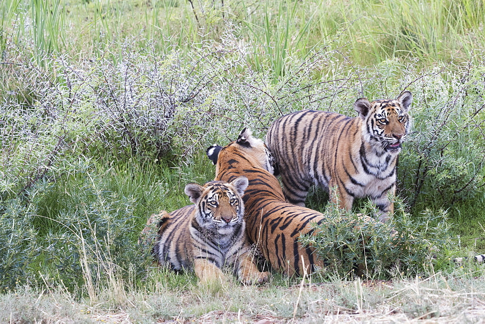 Asian (Bengal) Tiger (Panthera tigris tigris), mother with youngs 6 months old, resting, Private reserve, South Africa