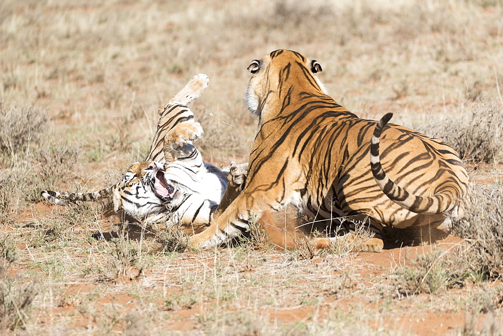 Asian (Bengal) Tiger (Panthera tigris tigris), adults, confrontation, Private reserve, South Africa