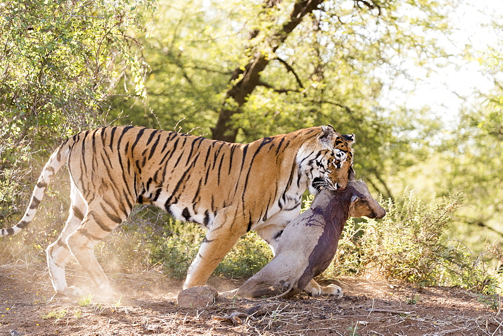 Asian (Bengal) Tiger (Panthera tigris tigris), female adult with a prey , Common warthog (Phacochoerus africanus), Private reserve, South Africa