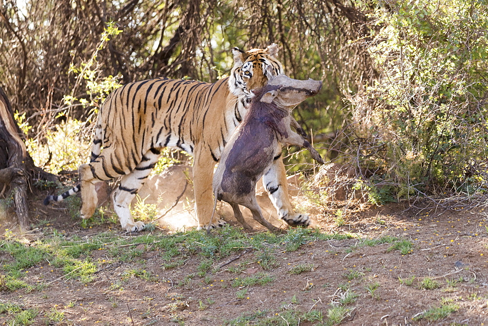 Asian (Bengal) Tiger (Panthera tigris tigris), female adult with a prey , Common warthog (Phacochoerus africanus), Private reserve, South Africa