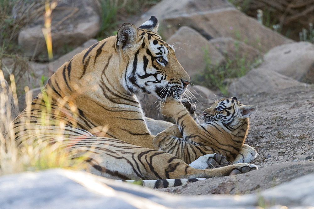 Asian (Bengal) Tiger (Panthera tigris tigris), with young 3 months old, resting, Private reserve, South Africa