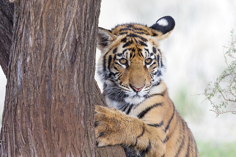 Asian (Bengal) Tiger (Panthera tigris tigris),young 6 months old, resting, Private reserve, South Africa