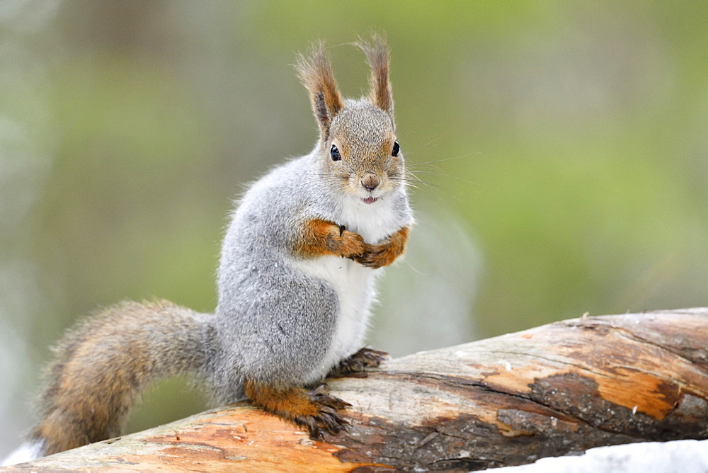 Eurasian Red Squirrel (Sciurus vulgaris) on a branch, Finland