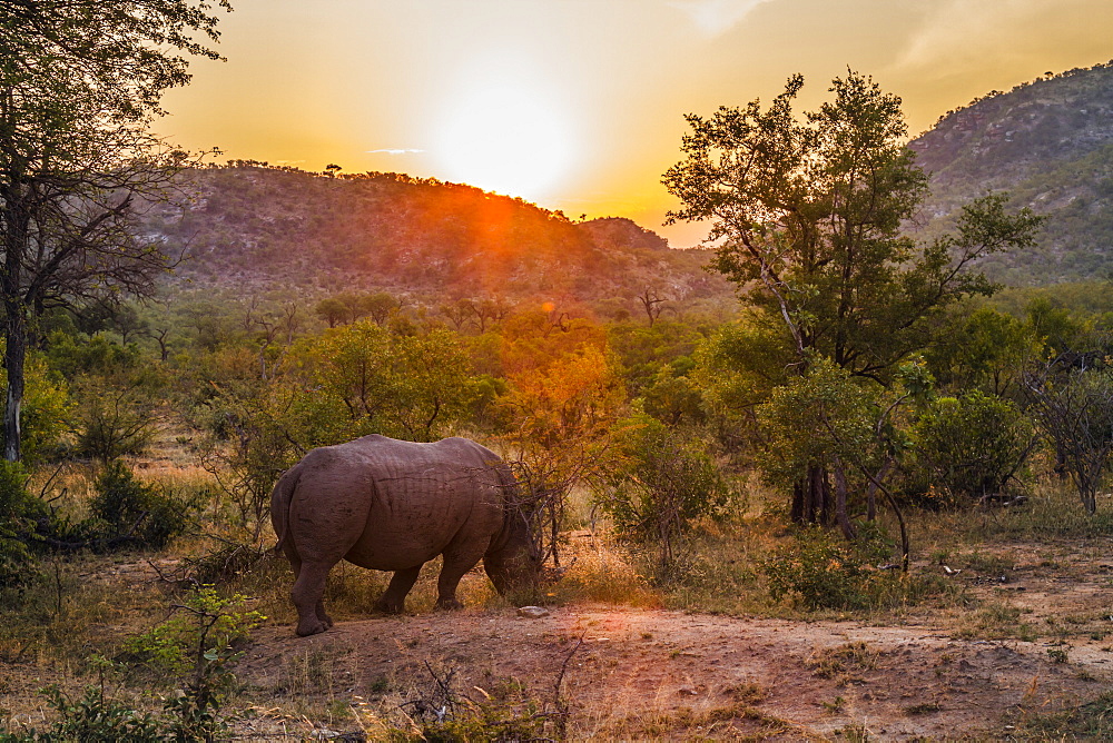 Southern white rhinoceros (Ceratotherium simum simum) grazing in sunset in Kruger National park, South Africa