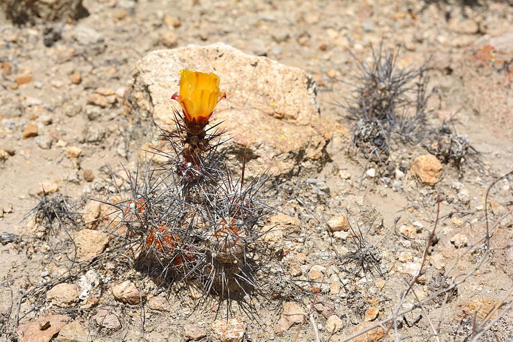 Gatito (Cumulopuntia sphaerica), Cactaceae indigenous to northern Chile, Spring bloom, Andean Pre-Cordillera, Socoroma, XV Arica and Parinacota Region, Chile