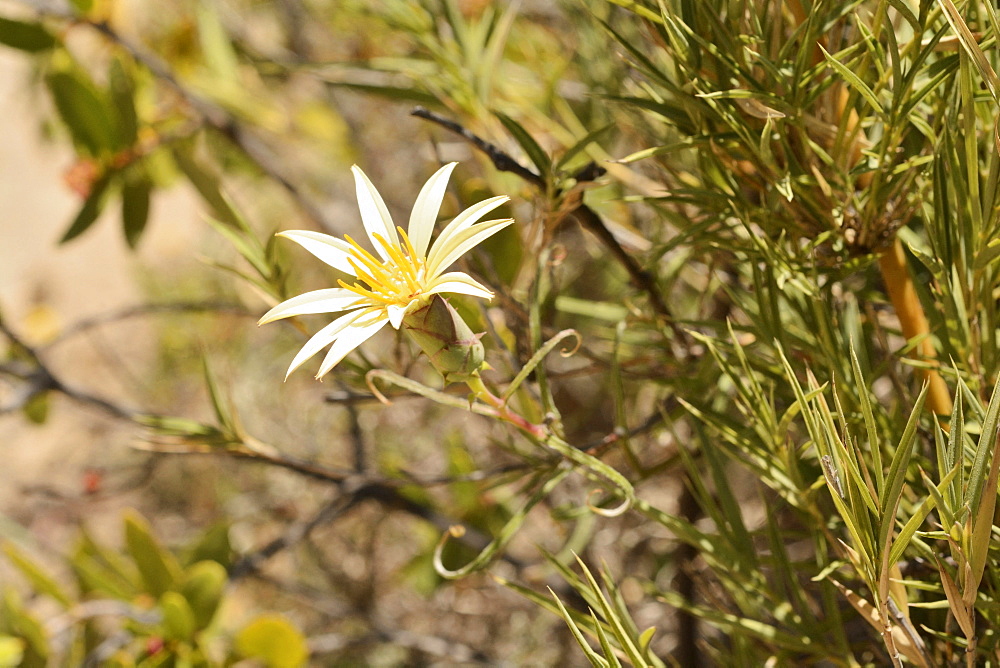 Clavel del campo amarillo (Mutisia rosea), Asteraceae endemic to central Chile, Portezuelo de Ocoa to Las Palmas, National Park La Campana, V Region of Valparaiso, Chile