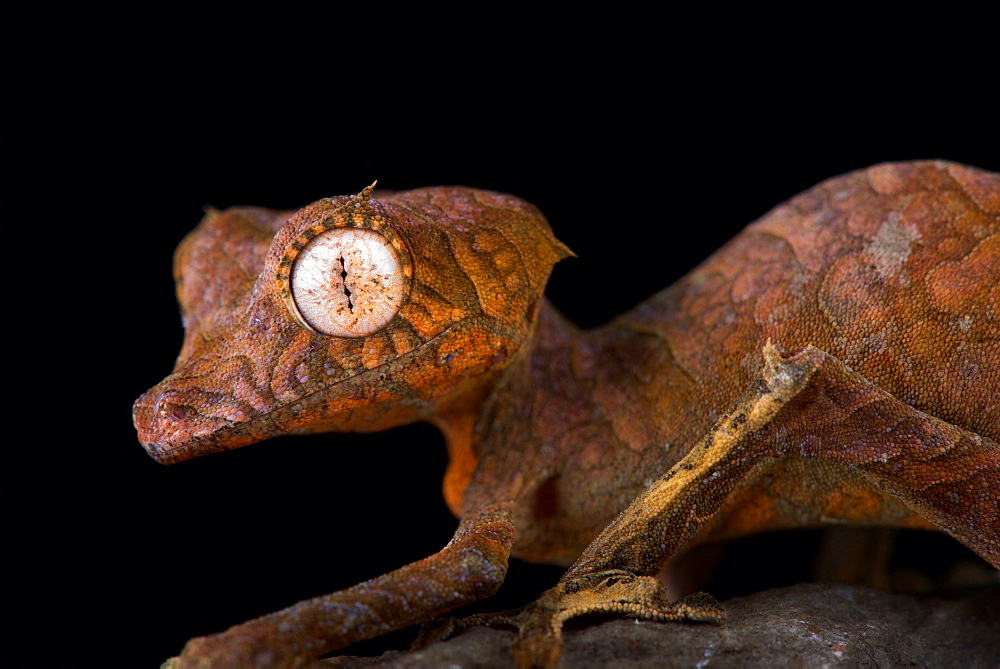 Spearpoint leaf-tailed gecko (Uroplatus ebenaui)