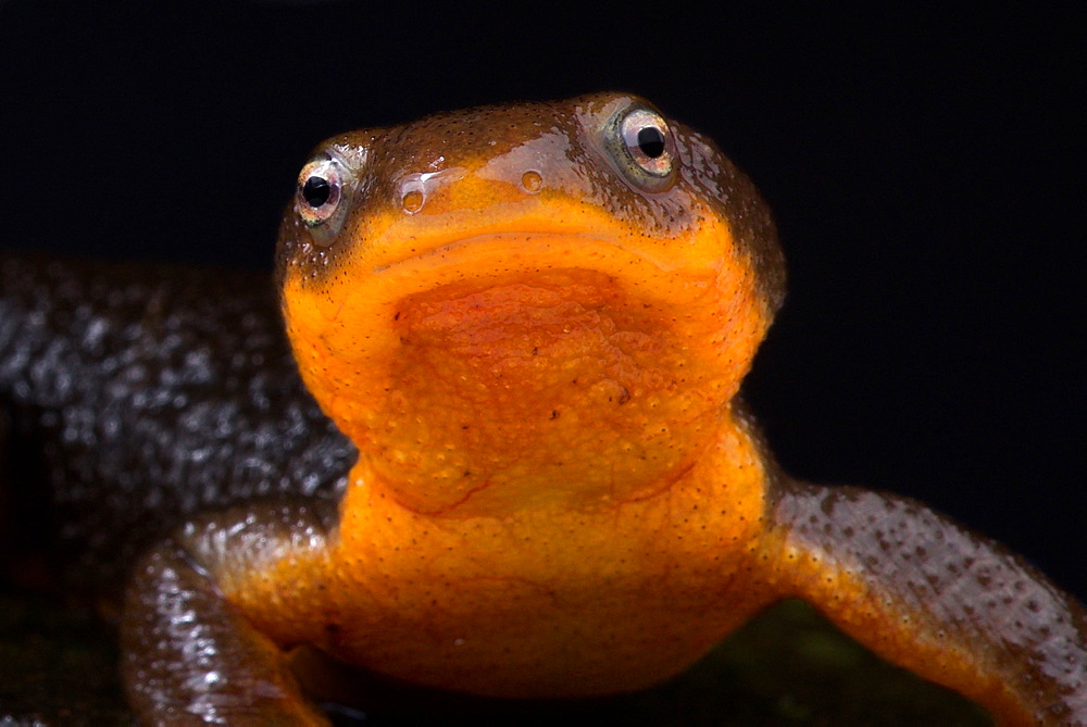 Roughskin newt (Taricha granulosa)