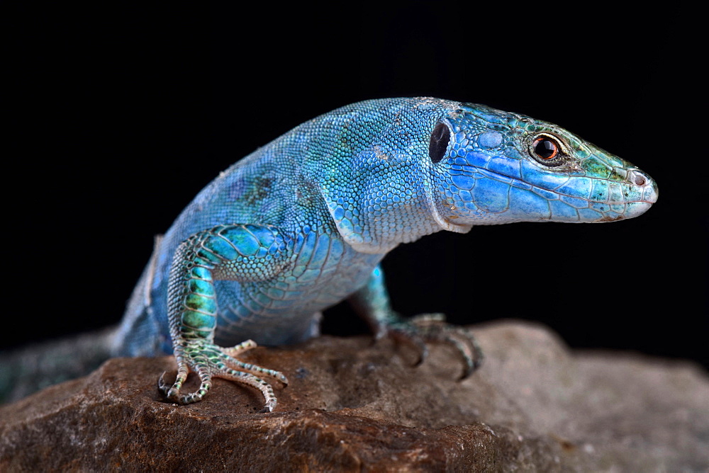 Blue wall lizard (Podarcis sicula coerulea)