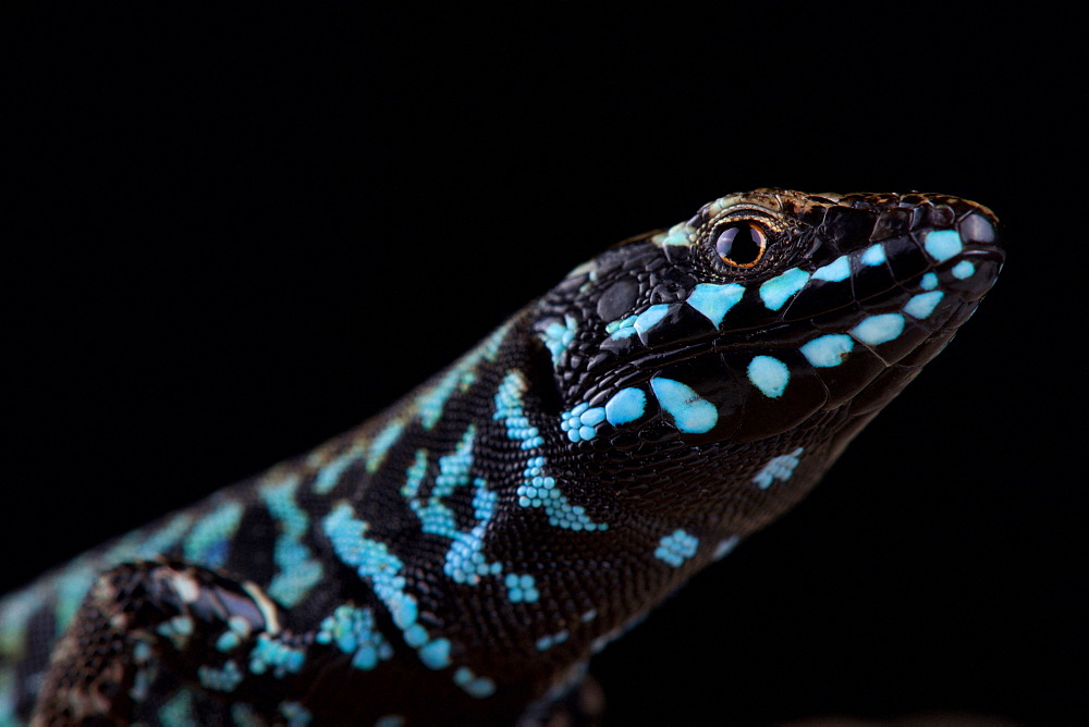 Milos wall lizard (Podarcis milensis milensis)