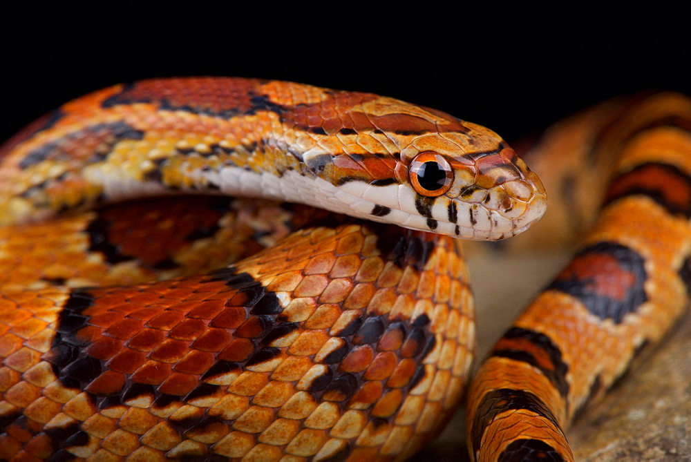 Red corn snake (Pantherophis guttatus)