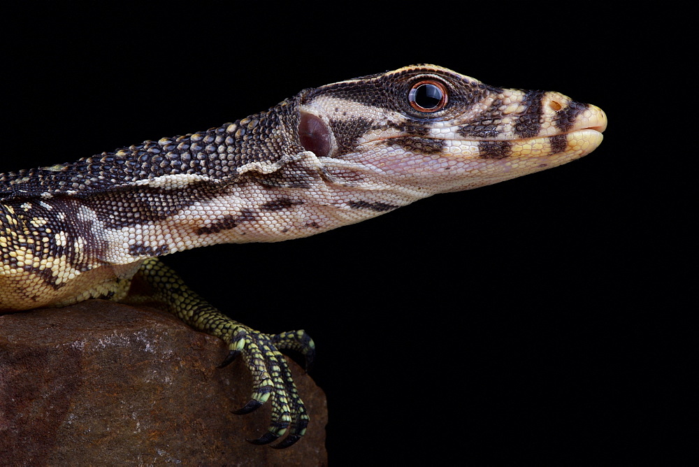 Large-scaled water monitor (Varanus nuchalis)