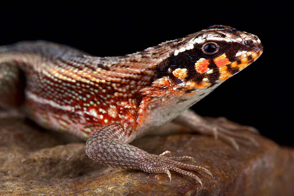 Hispaniolan masked curly-tailed lizard (Leiocephalus personatus)