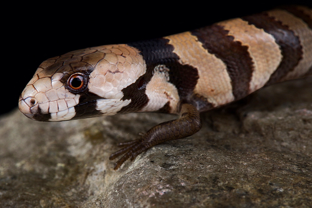 Pink-tongued skink (Cyclodomorphus gerrardii)