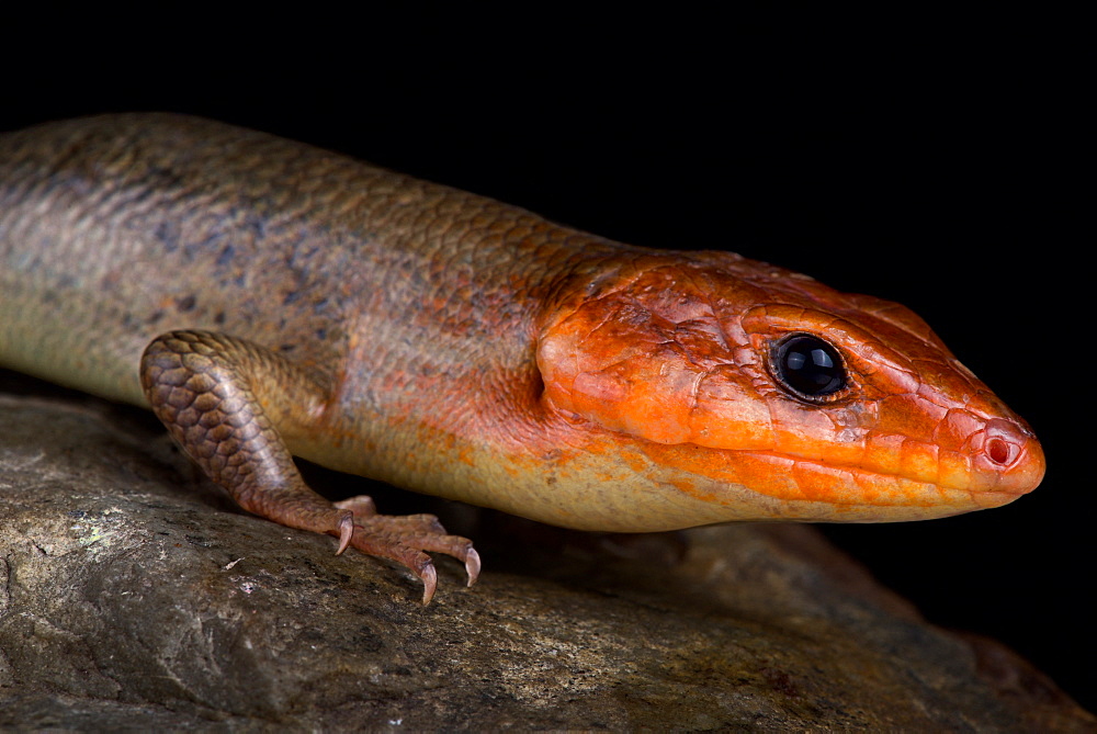 Broadhead skink (Plestiodon laticeps)