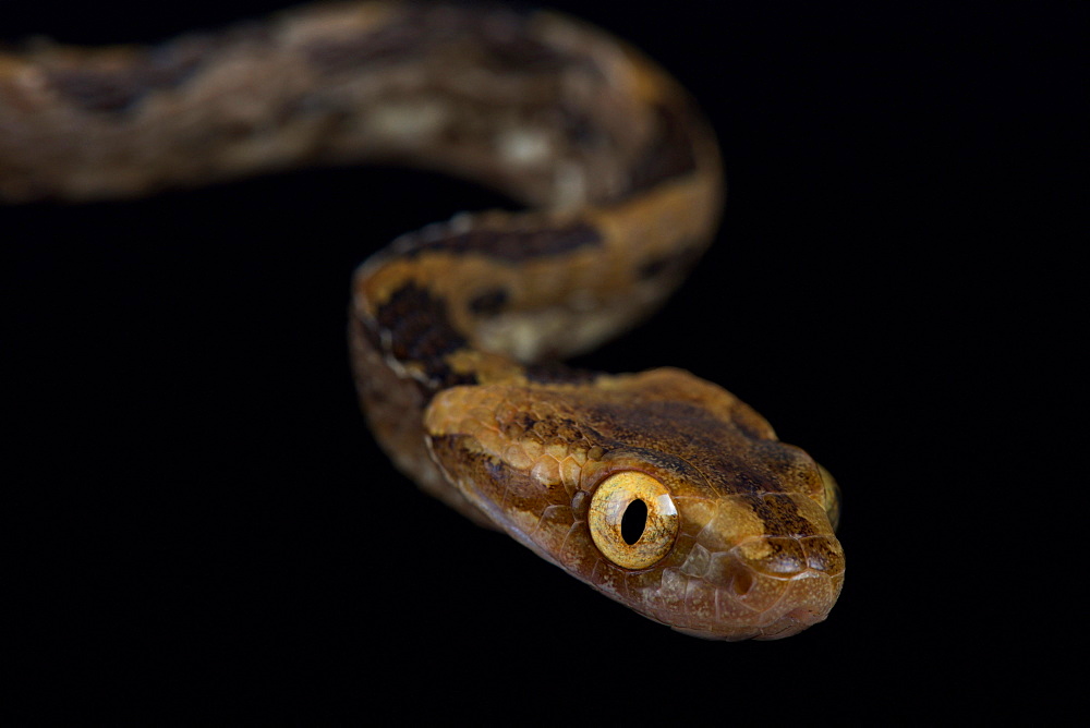 Kelung Cat Snake (Boiga kraepelini)