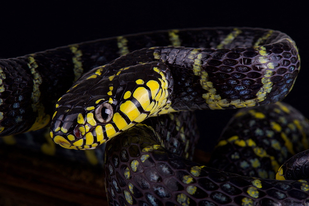 Luzon mangrove snake (Boiga dendrophila divergens)