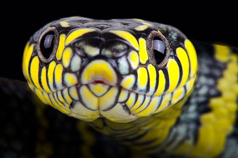 Luzon mangrove snake (Boiga dendrophila divergens)